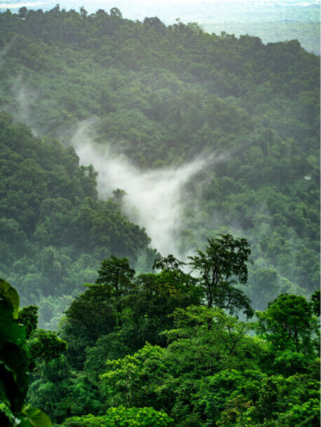 forest-img